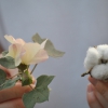 Cotone : fiore e frutto